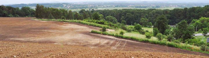projekt winnicy