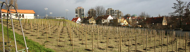 winnica na zboczu